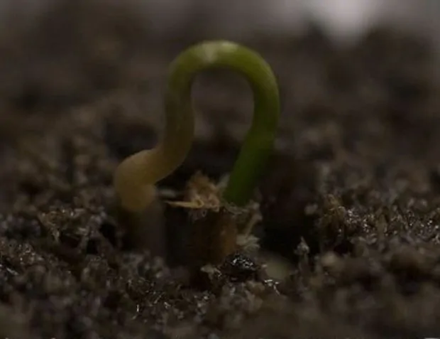 Metasequoia glyptostroboides - Redwood alvorada, Sequóia-do-amanhecer - Imagem 2