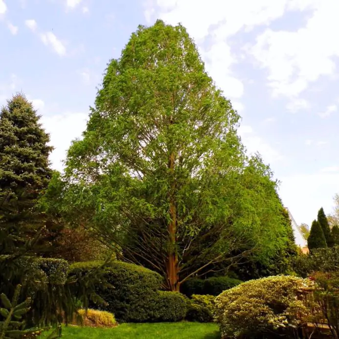 Metasequoia glyptostroboides - Redwood alvorada, Sequóia-do-amanhecer