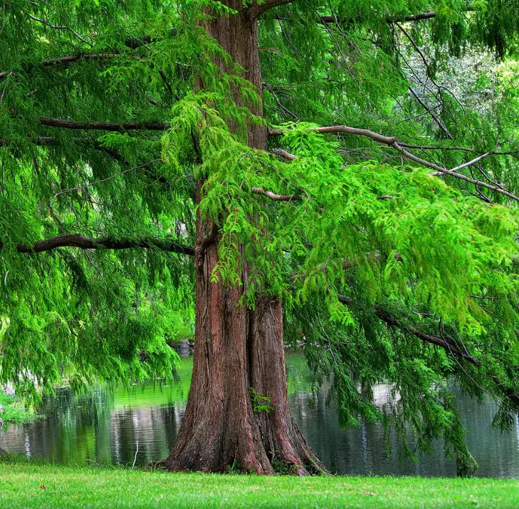 Metasequoia glyptostroboides - Redwood alvorada, Sequóia-do-amanhecer - Imagem 3