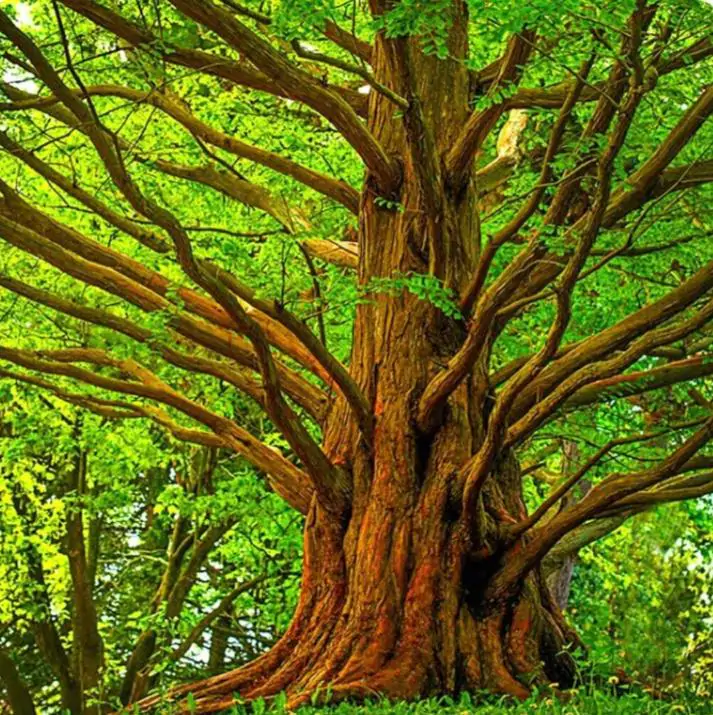 Metasequoia glyptostroboides - Redwood alvorada, Sequóia-do-amanhecer - Imagem 4