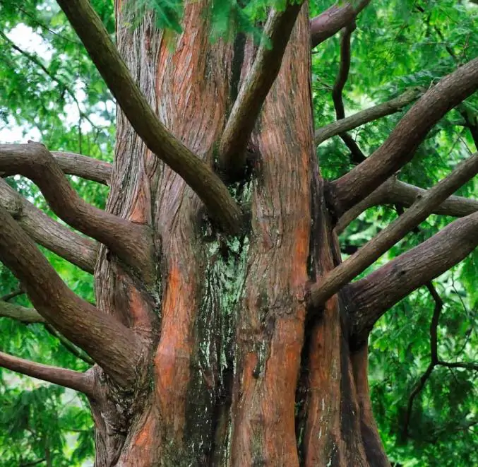 Metasequoia glyptostroboides - Redwood alvorada, Sequóia-do-amanhecer - Imagem 5
