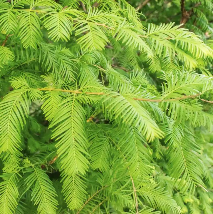 Metasequoia glyptostroboides - Redwood alvorada, Sequóia-do-amanhecer - Imagem 6