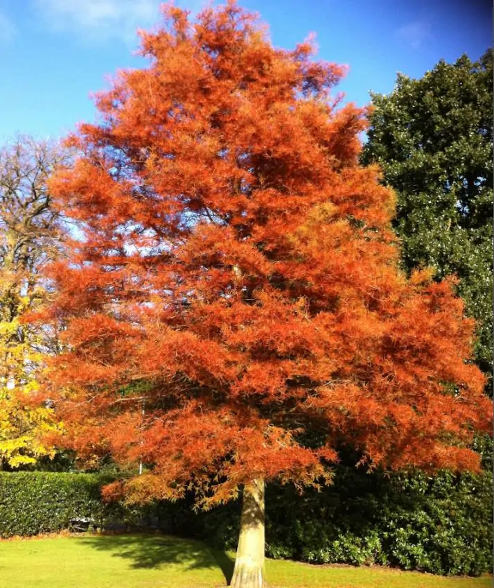Metasequoia glyptostroboides - Redwood alvorada, Sequóia-do-amanhecer - Imagem 8