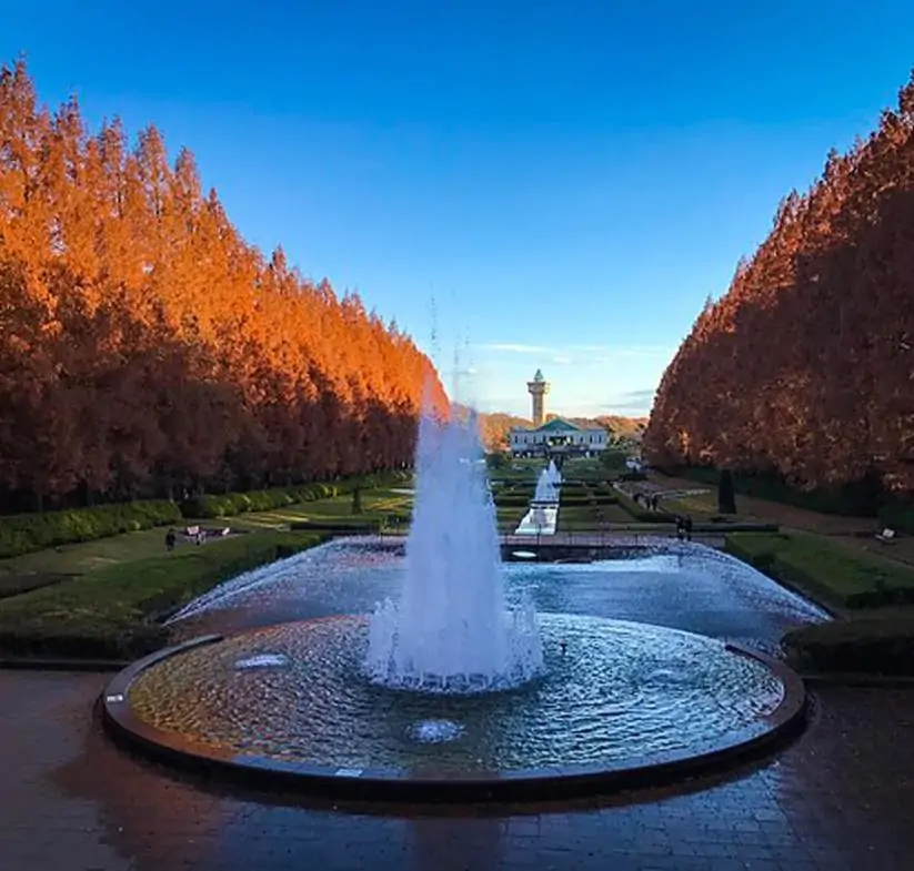 Metasequoia glyptostroboides - Redwood alvorada, Sequóia-do-amanhecer - Imagem 9