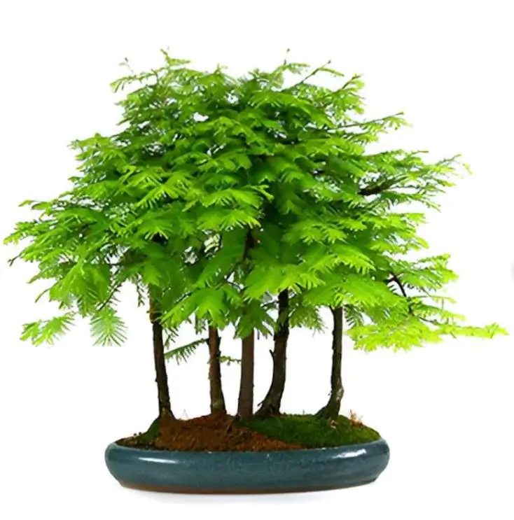 Metasequoia glyptostroboides - Redwood alvorada, Sequóia-do-amanhecer - Imagem 10