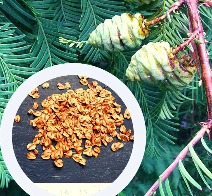 Metasequoia glyptostroboides - Redwood alvorada, Sequóia-do-amanhecer - Imagem 11