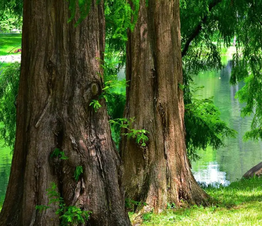 Metasequoia glyptostroboides - Redwood alvorada, Sequóia-do-amanhecer - Imagem 12