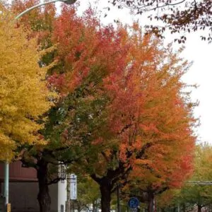 Acer buergeranum -  Maple Tridente, Maple