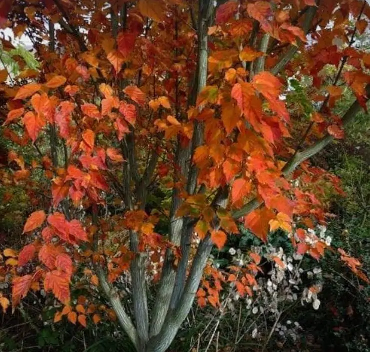 Acer davidii Grosseri - Acer Madeira Divina, Snake Bark Mapple, Bordo Casca de Cobra - Imagem 2