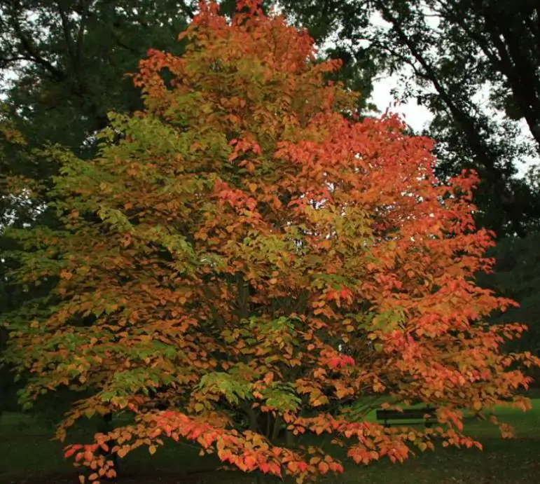 Acer davidii Grosseri - Acer Madeira Divina, Snake Bark Mapple, Bordo Casca de Cobra - Imagem 3