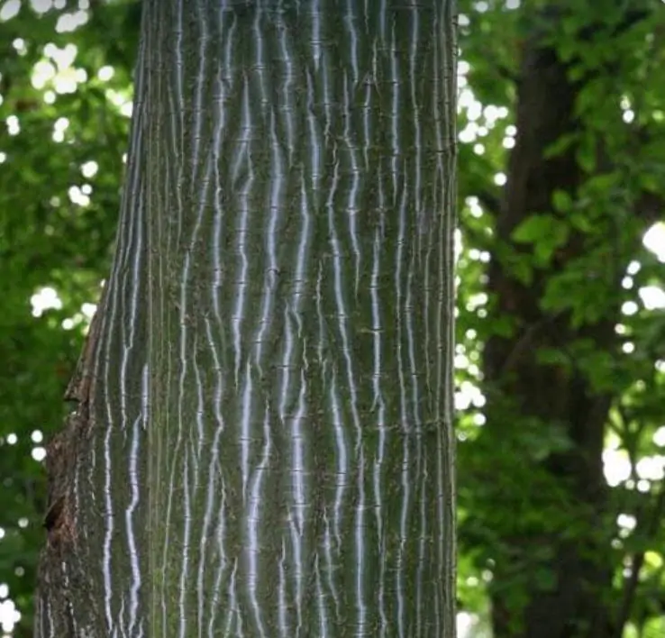 Acer davidii Grosseri - Acer Madeira Divina, Snake Bark Mapple, Bordo Casca de Cobra - Imagem 4