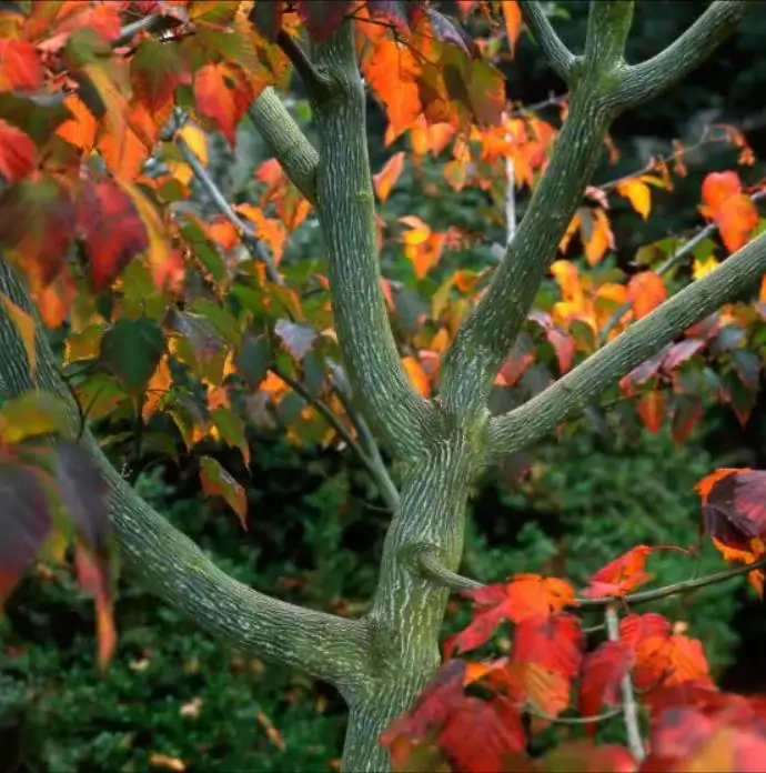 Acer davidii Grosseri - Acer Madeira Divina, Snake Bark Mapple, Bordo Casca de Cobra - Imagem 5