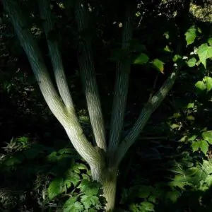 Acer davidii Grosseri - Acer Madeira Divina, Snake Bark Mapple, Bordo Casca de Cobra