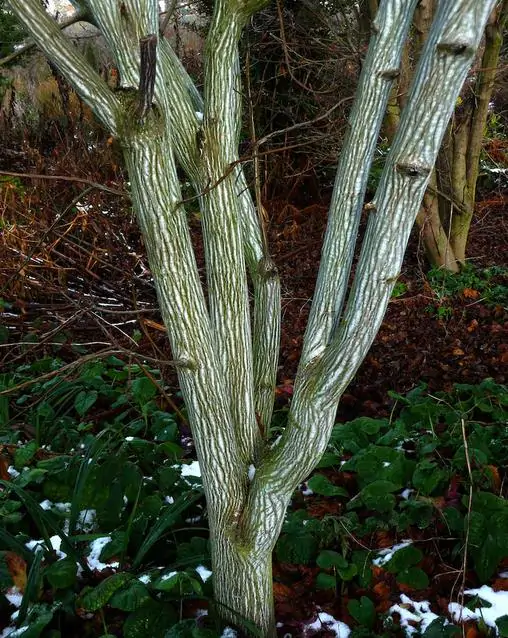 Acer davidii Grosseri - Acer Madeira Divina, Snake Bark Mapple, Bordo Casca de Cobra - Imagem 6