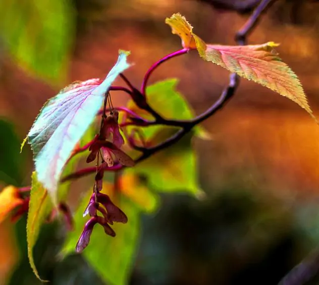 Acer davidii Grosseri - Acer Madeira Divina, Snake Bark Mapple, Bordo Casca de Cobra - Imagem 7