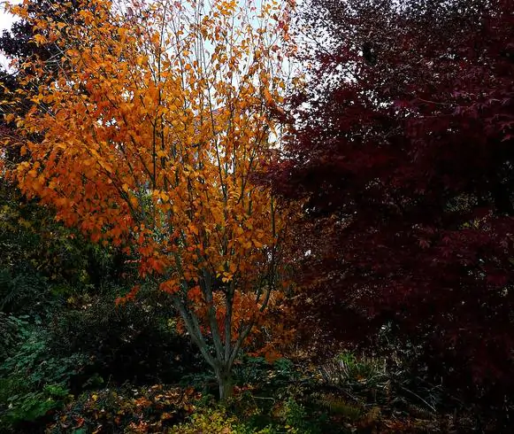 Acer davidii Grosseri - Acer Madeira Divina, Snake Bark Mapple, Bordo Casca de Cobra - Imagem 8