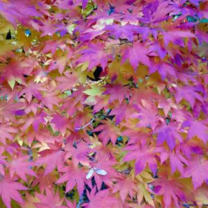 Acer pseudosieboldianum - Maple Purplebloom, Bordo Coreano