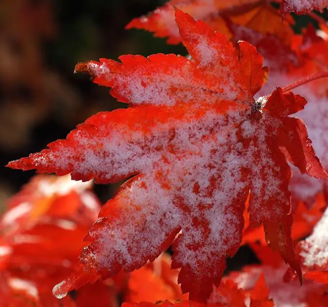 Acer pseudosieboldianum - Maple Purplebloom, Bordo Coreano - Imagem 5