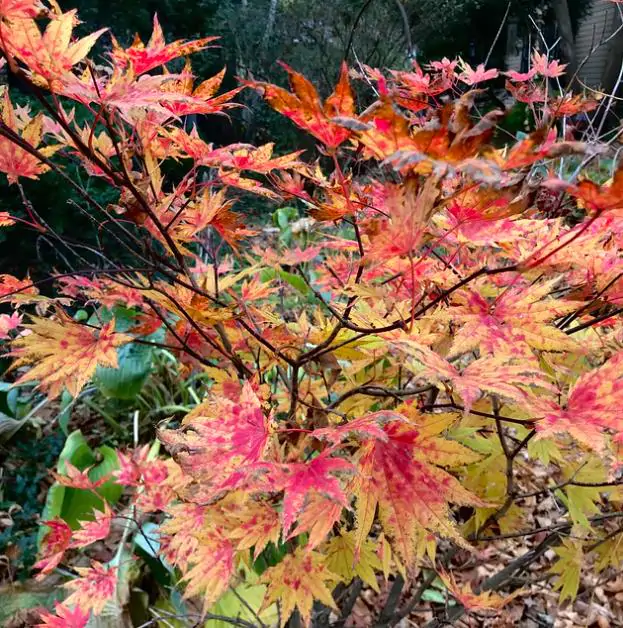 Acer pseudosieboldianum - Maple Purplebloom, Bordo Coreano - Imagem 8