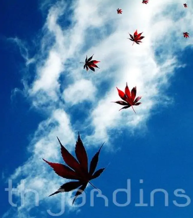 Acer pseudosieboldianum - Maple Purplebloom, Bordo Coreano - Imagem 10