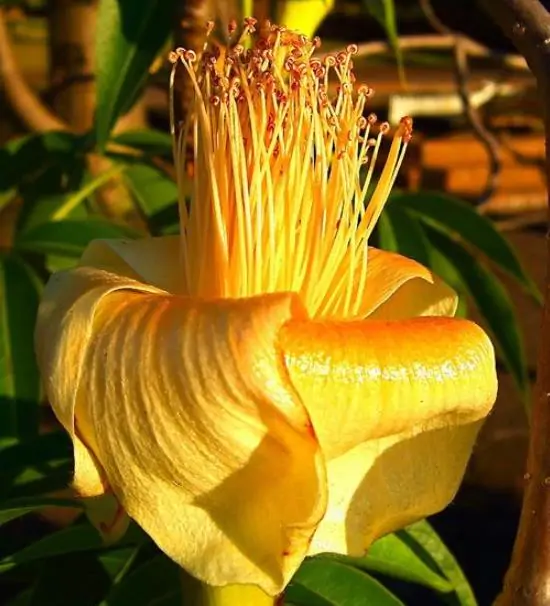 Adansonia gregorii - Baobá da Austrália, baobá de Kimberly - Imagem 2