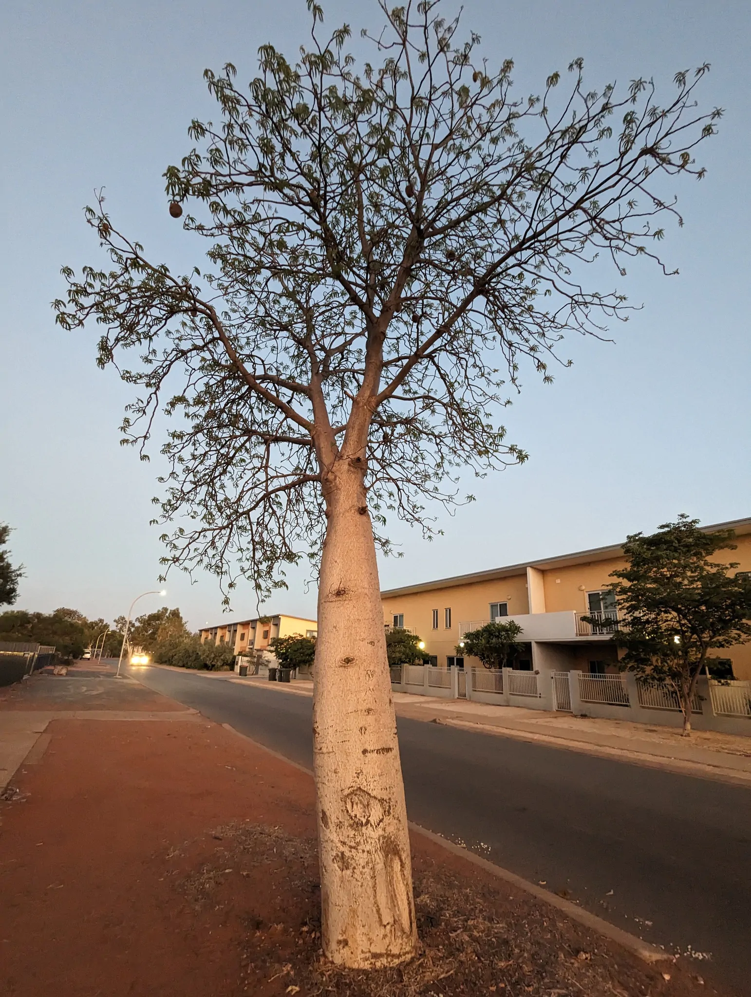 Adansonia gregorii - Baobá da Austrália, baobá de Kimberly - Imagem 6