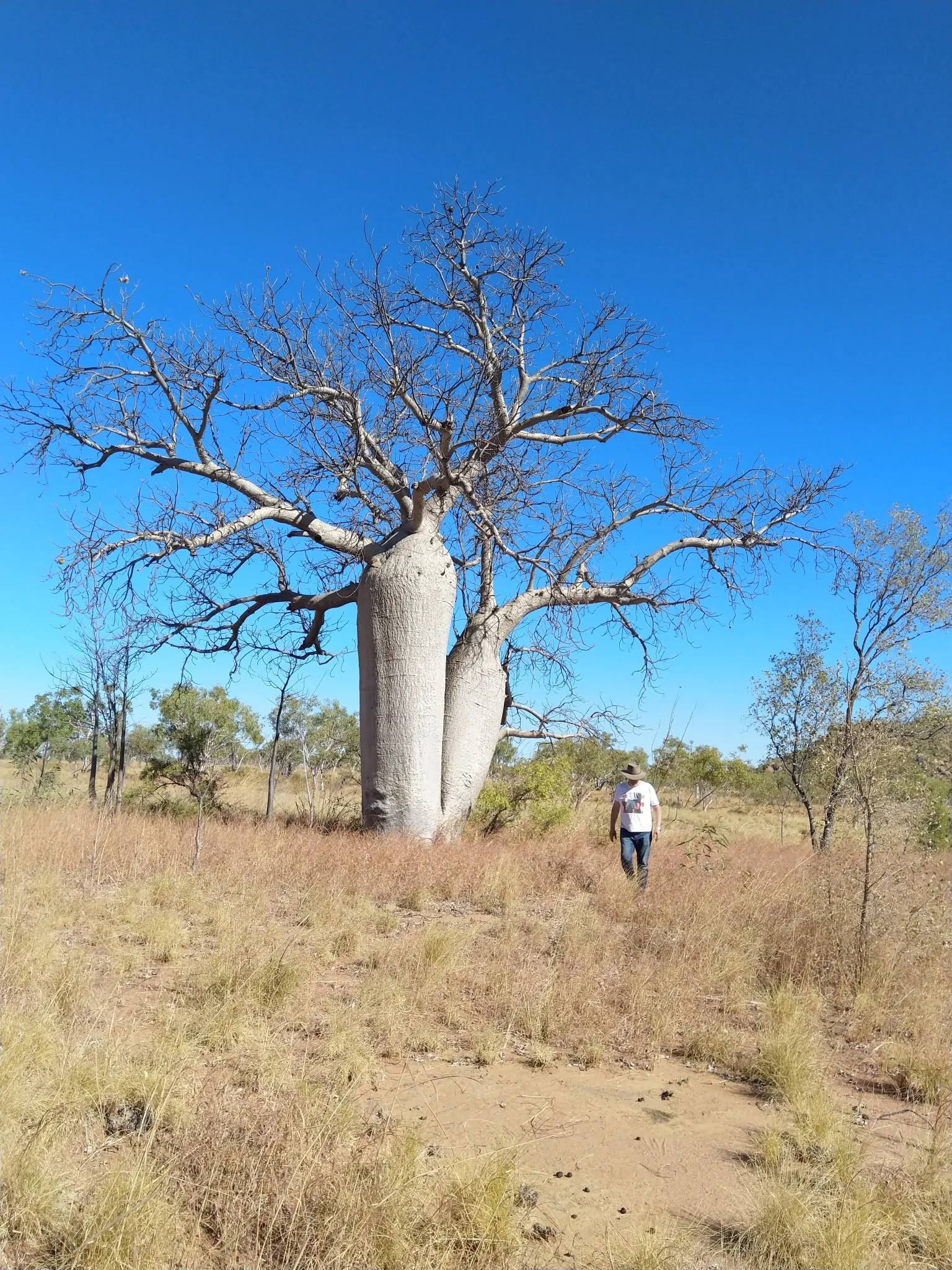 Adansonia gregorii - Baobá da Austrália, baobá de Kimberly - Imagem 8