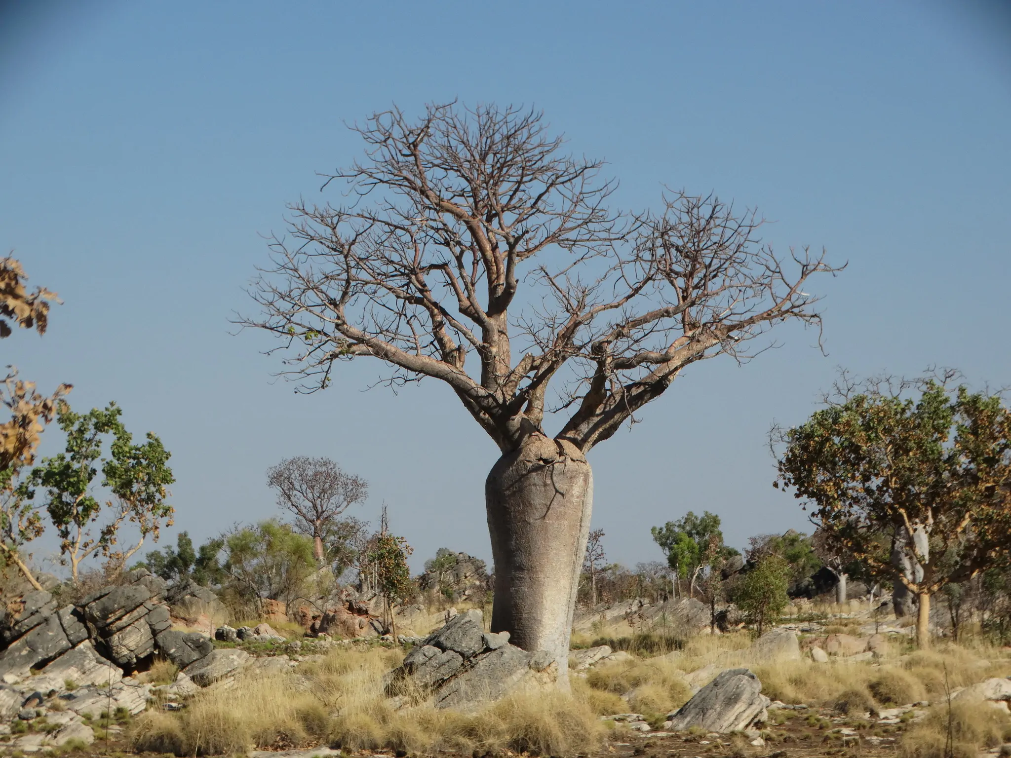 Adansonia gregorii - Baobá da Austrália, baobá de Kimberly - Imagem 10