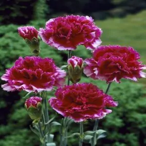 Dianthus plumarius Sonata extra double mix - Flor Divina Plumarius Sonata, Cravo Plumado Dobrado, Rosa de Plumas, Rosa Extra
