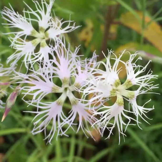Dianthus superbus White - Flor Divina Branca, Rosa Franjada Soberba Branca, Cravo da Índia Soberbo Branco, - Imagem 2