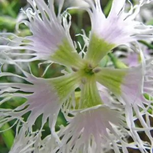 Dianthus superbus White - Flor Divina Branca, Rosa Franjada Soberba Branca, Cravo da Índia Soberbo Branco,