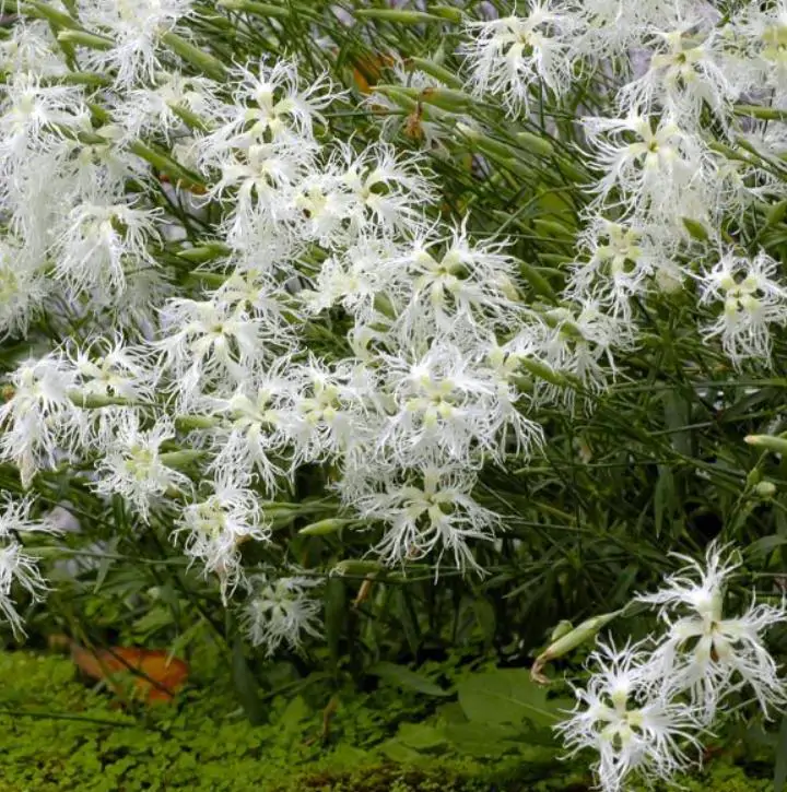 Dianthus superbus White - Flor Divina Branca, Rosa Franjada Soberba Branca, Cravo da Índia Soberbo Branco, - Imagem 3