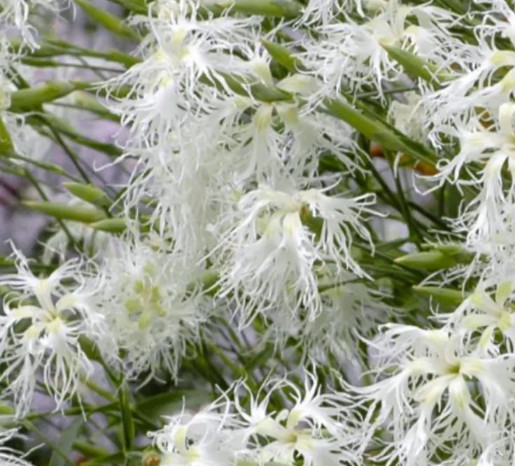 Dianthus superbus White - Flor Divina Branca, Rosa Franjada Soberba Branca, Cravo da Índia Soberbo Branco, - Imagem 4