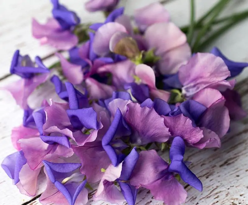 Lathyrus odoratus x belinensis 'Erewhon' - Ervilha Doce 'Erewhon', Trepadeira Ervilha de Cheiro 'Erewhon', Lathyrus odoratu