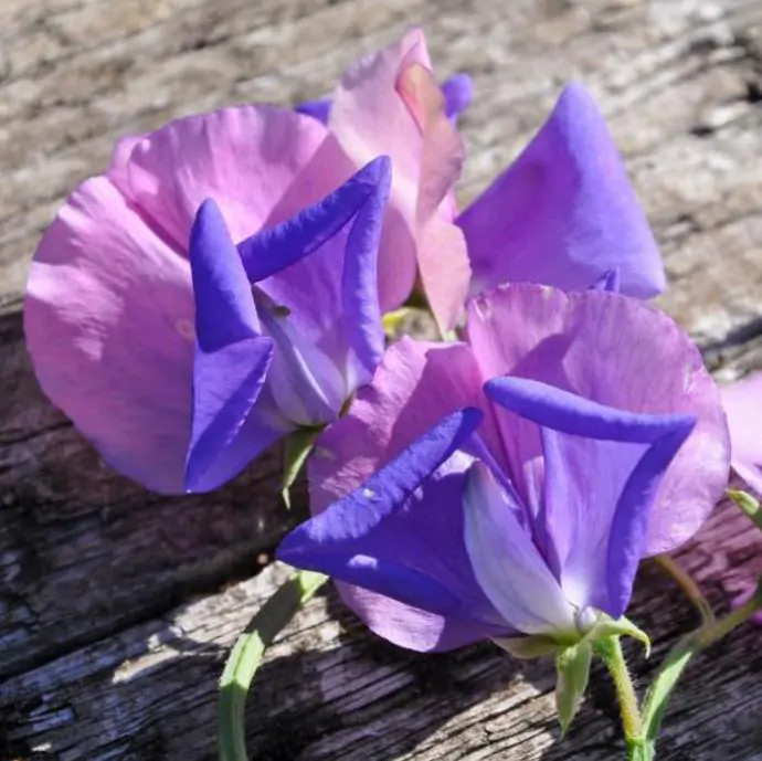 Lathyrus odoratus x belinensis 'Erewhon' - Ervilha Doce 'Erewhon', Trepadeira Ervilha de Cheiro 'Erewhon', Lathyrus odoratu - Imagem 2