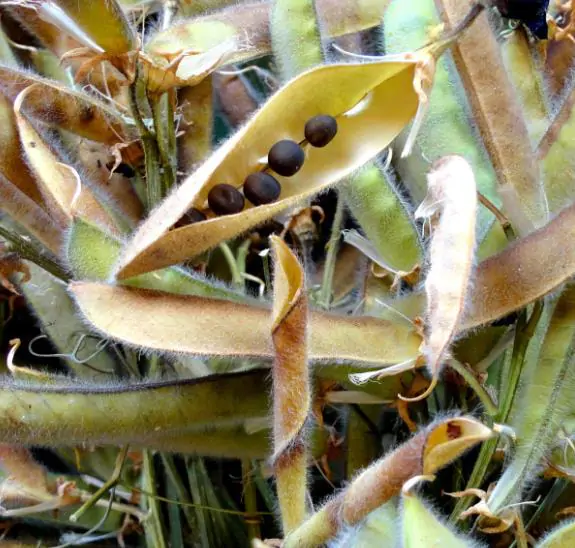 Lathyrus odoratus x belinensis 'Erewhon' - Ervilha Doce 'Erewhon', Trepadeira Ervilha de Cheiro 'Erewhon', Lathyrus odoratu - Imagem 3