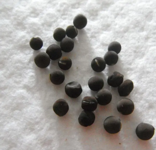 Lathyrus odoratus x belinensis 'Erewhon' - Ervilha Doce 'Erewhon', Trepadeira Ervilha de Cheiro 'Erewhon', Lathyrus odoratu - Imagem 4