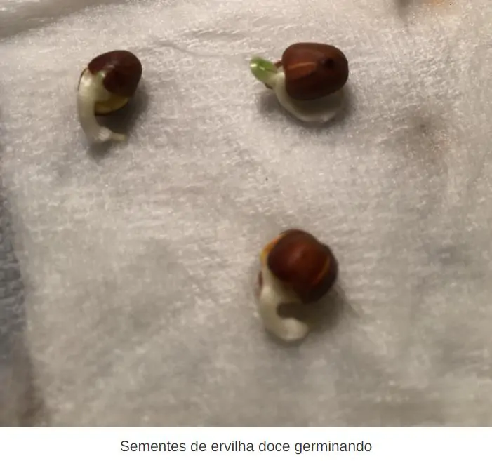 Lathyrus odoratus x belinensis 'Erewhon' - Ervilha Doce 'Erewhon', Trepadeira Ervilha de Cheiro 'Erewhon', Lathyrus odoratu - Imagem 5