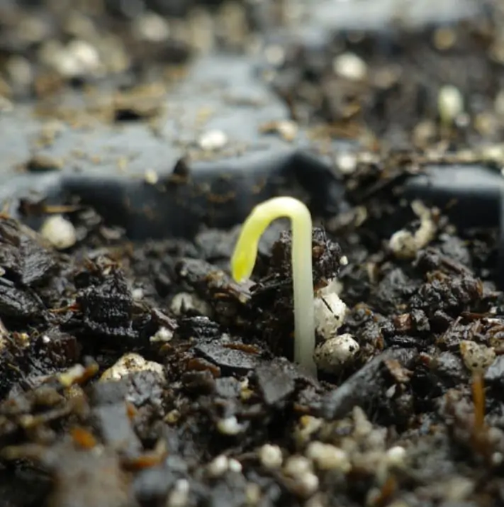 Lathyrus odoratus x belinensis 'Erewhon' - Ervilha Doce 'Erewhon', Trepadeira Ervilha de Cheiro 'Erewhon', Lathyrus odoratu - Imagem 6