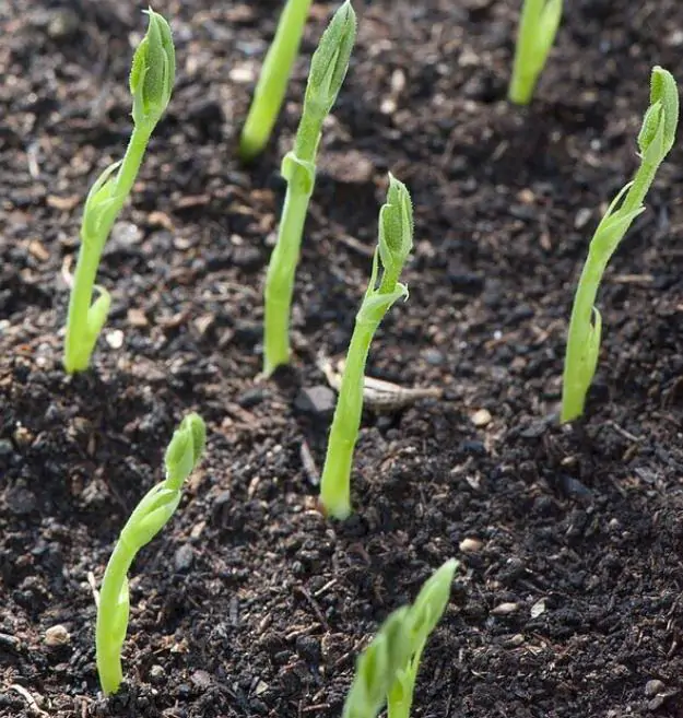 Lathyrus odoratus x belinensis 'Erewhon' - Ervilha Doce 'Erewhon', Trepadeira Ervilha de Cheiro 'Erewhon', Lathyrus odoratu - Imagem 7