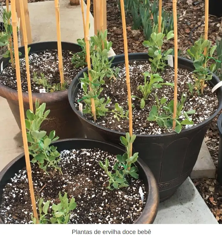 Lathyrus odoratus x belinensis 'Erewhon' - Ervilha Doce 'Erewhon', Trepadeira Ervilha de Cheiro 'Erewhon', Lathyrus odoratu - Imagem 8