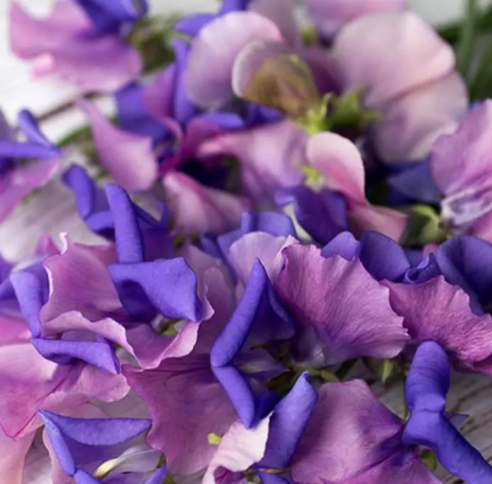 Lathyrus odoratus x belinensis 'Erewhon' - Ervilha Doce 'Erewhon', Trepadeira Ervilha de Cheiro 'Erewhon', Lathyrus odoratu - Imagem 9