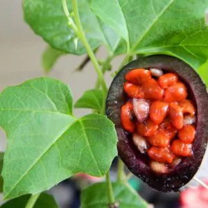 Passiflora morifolia - Maracujá doce azul, maracujá doce roxo