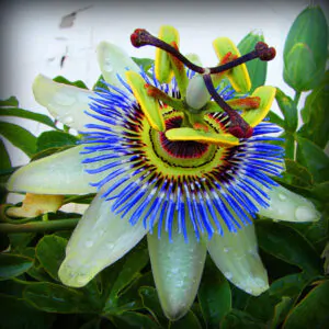 Passiflora caerulea - Maracujá Azul