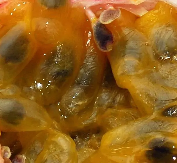 Passiflora Edulis F. Edulis - Maracujá roxo, gulupa, chulupa, maracujá roxo doce - Imagem 2