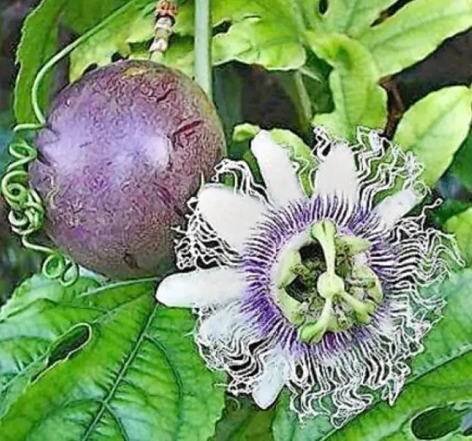 Passiflora Edulis F. Edulis - Maracujá roxo, gulupa, chulupa, maracujá roxo doce - Imagem 3