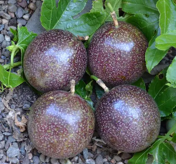 Passiflora Edulis F. Edulis - Maracujá roxo, gulupa, chulupa, maracujá roxo doce - Imagem 4