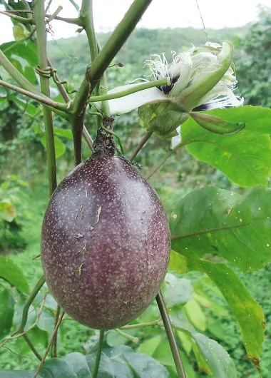 Passiflora Edulis F. Edulis - Maracujá roxo, gulupa, chulupa, maracujá roxo doce - Imagem 5