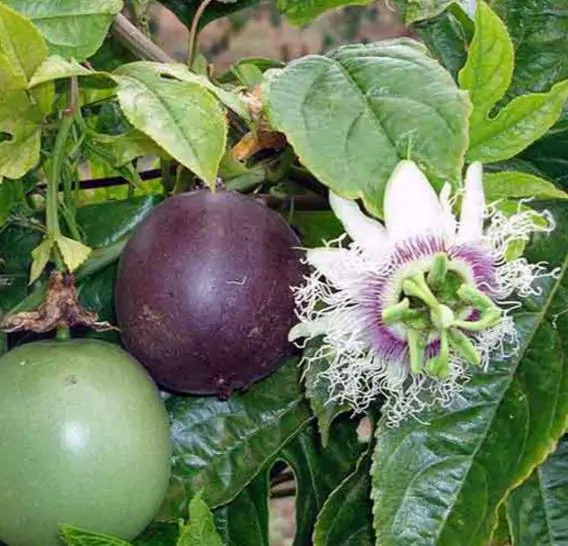 Passiflora Edulis F. Edulis - Maracujá roxo, gulupa, chulupa, maracujá roxo doce - Imagem 7