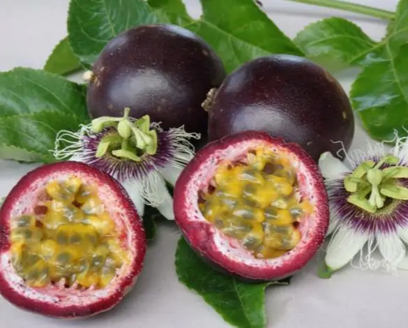 Passiflora Edulis F. Edulis - Maracujá roxo, gulupa, chulupa, maracujá roxo doce - Imagem 9